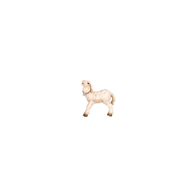 KO Lamb standing