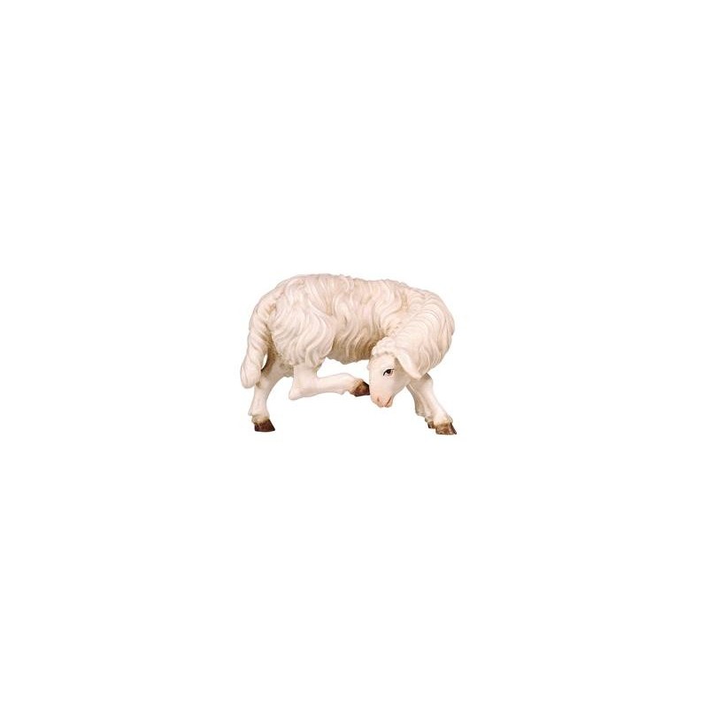 MA Sheep scratching
