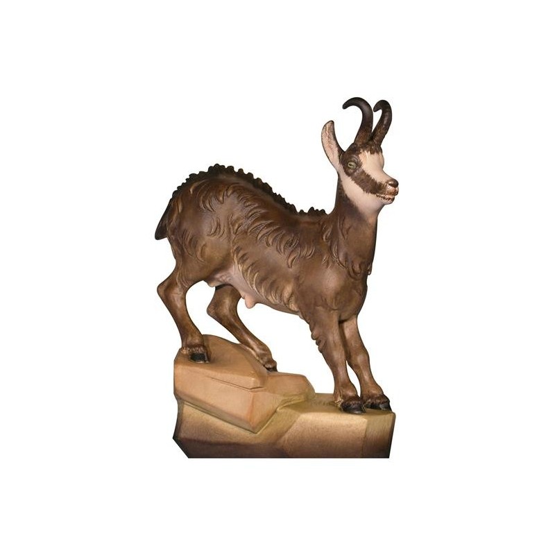 Chamois buck