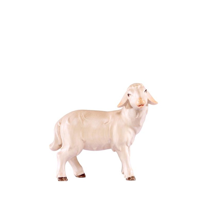 Sheep standing Artis