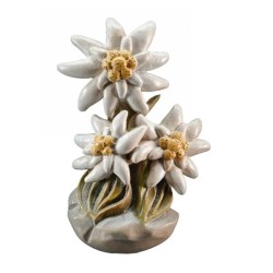 Edelweiss - Stella alpina