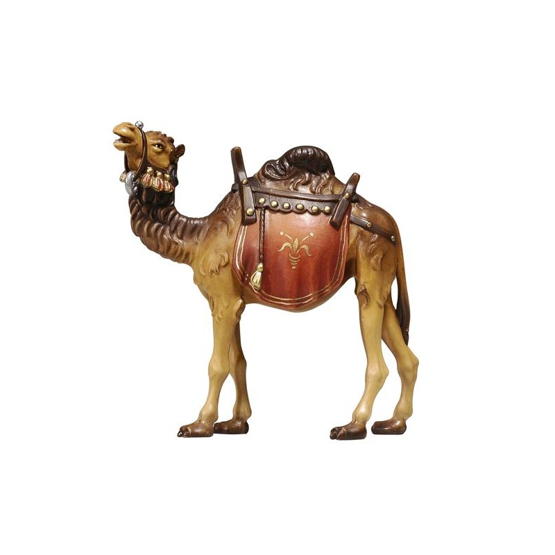 MA Camel