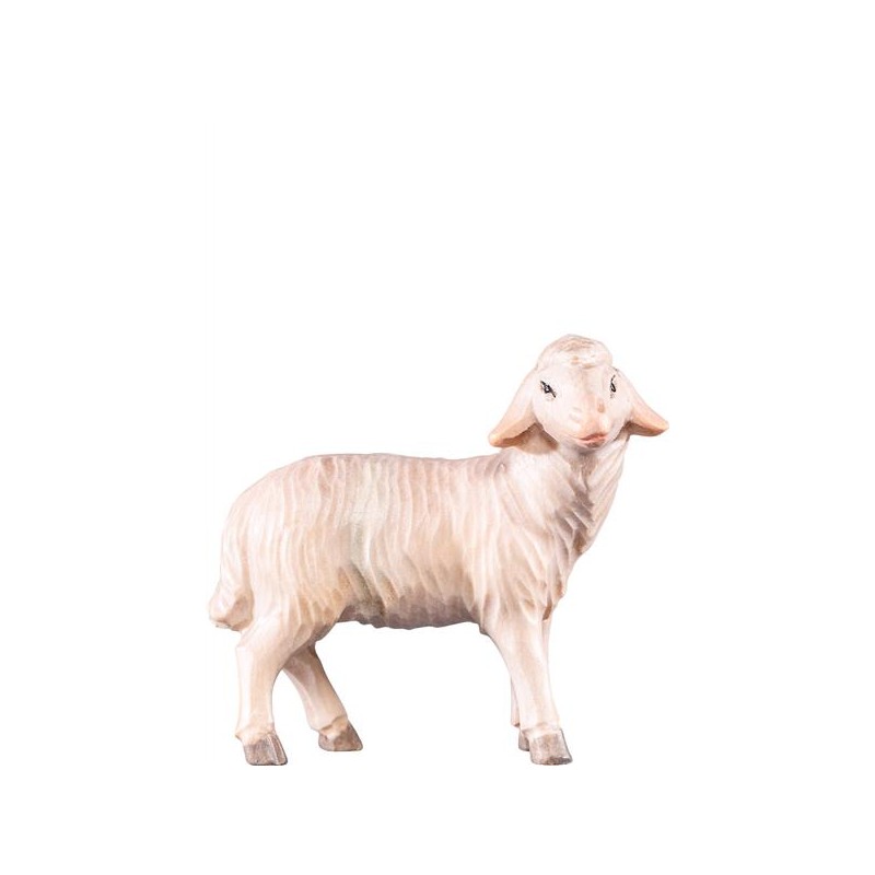 Sheep standing R.K.