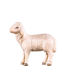 Pecora che cammina R.K.