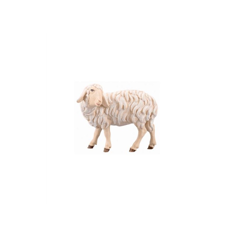 SI Sheep looking back