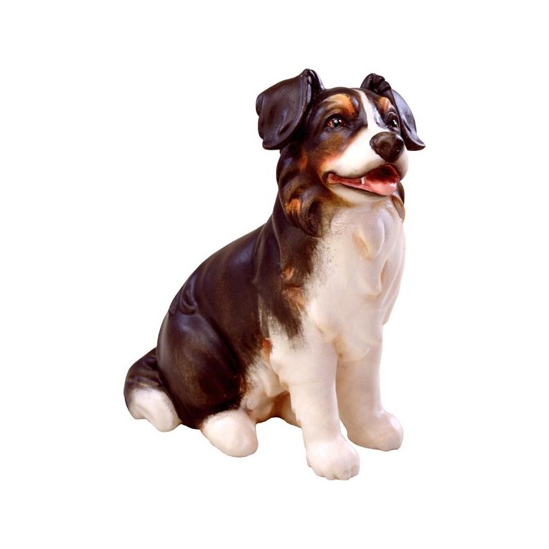 Australian shepherd dog