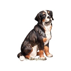 Bernese mountain dog
