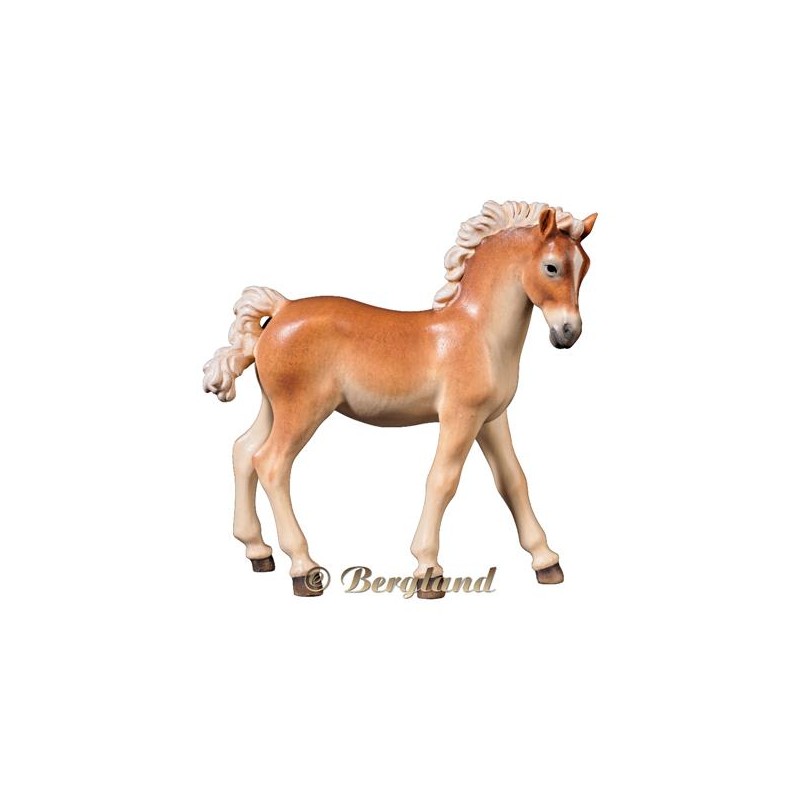 Foal