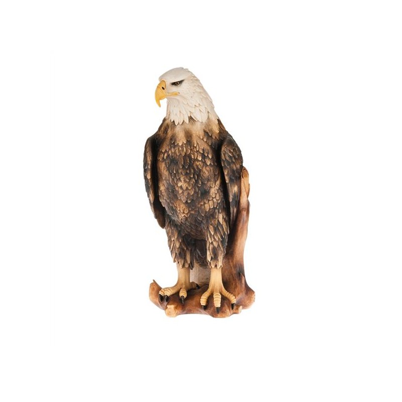 white head eagle